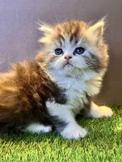 35 Days New Born Kittens Available