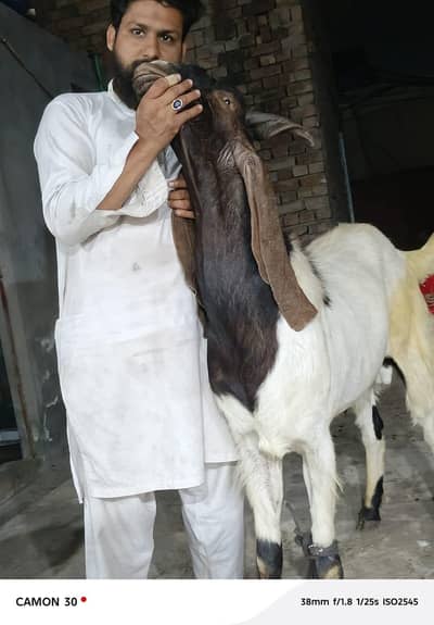 qurbani kay liya sindi bakra for sale 180000