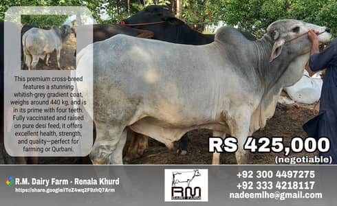 Premium Grey Gradient Crossbreed