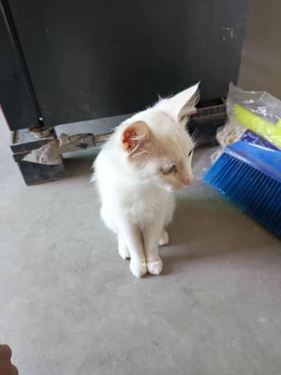 very friendly and poti traind cat