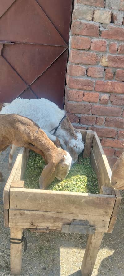 Goats kids/Barki KY bacHy