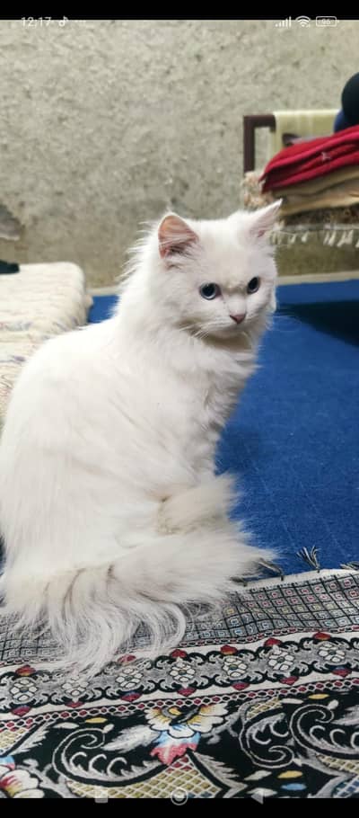 Persian Cat