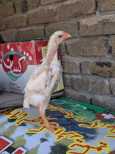 Shamo White  Aseel chicks