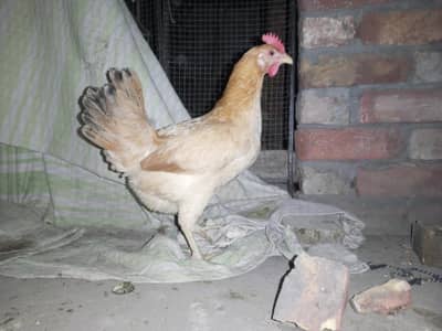 Golden misri hen