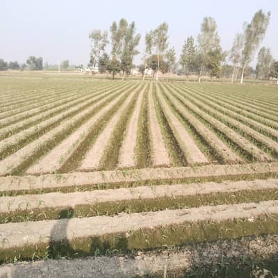 I HAVE A 8 KANAL AGRICULTURAL LAND IN KOT RADHA KISHEN. ALSO AVAILABLE 1 ACRE TO 12 ACRE