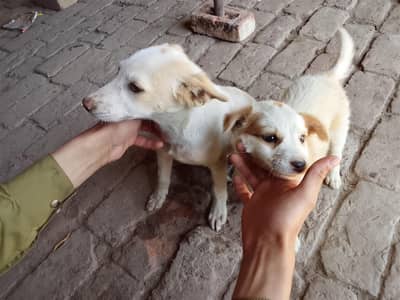 2 female dogs  1 cute  fancy pet  for home