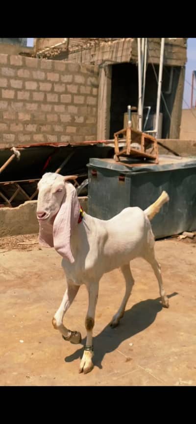 MASHALLAH GULABI FEMALE AGE FRESH 2 Dant best for QURBANI