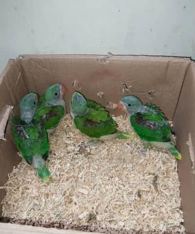 raw parrot male or female