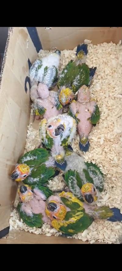 sun conure dominant yellow wings  high quality