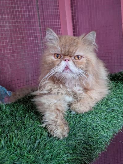 Persian piki face male cat available for sale
