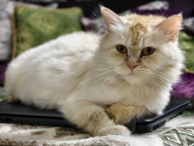 Turkish angora for sell