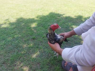 aswell kolangi murgha