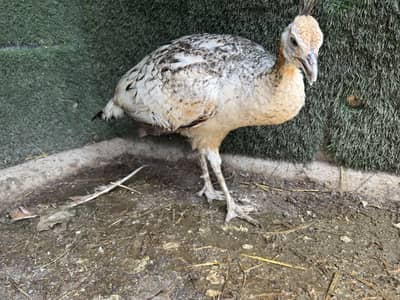 Female black shoulder peacock (morni) breader egg lying for sale