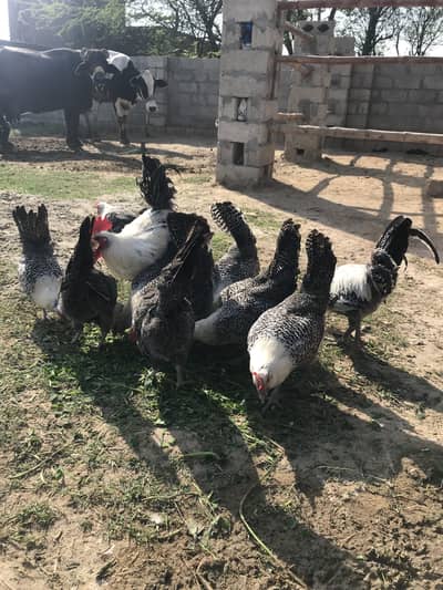 Fayoumi chicks available