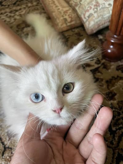 Persian Male Kitten
