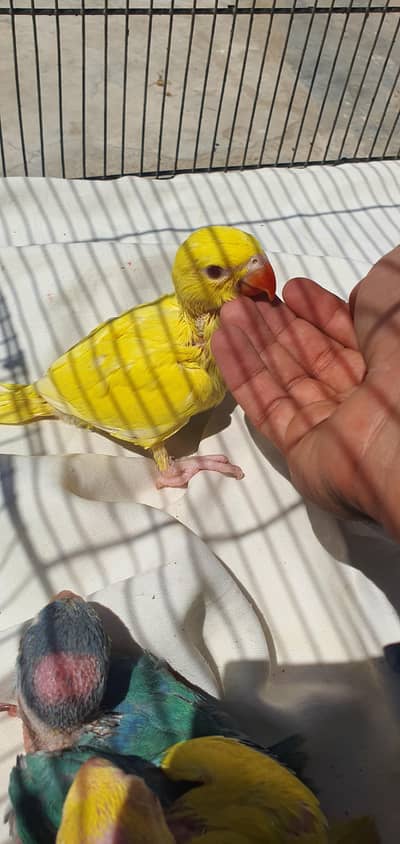 Ringneck nak healthy huge size,chicks