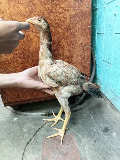 Aseel Tlhai  Black dragon pair