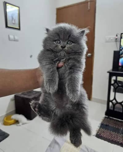 triple coat persian doll/ semi punch face male/female/pair kittens