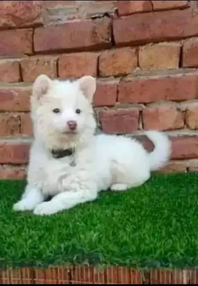 Russian puppy urgent for sale only Whatsapp number 03262564213