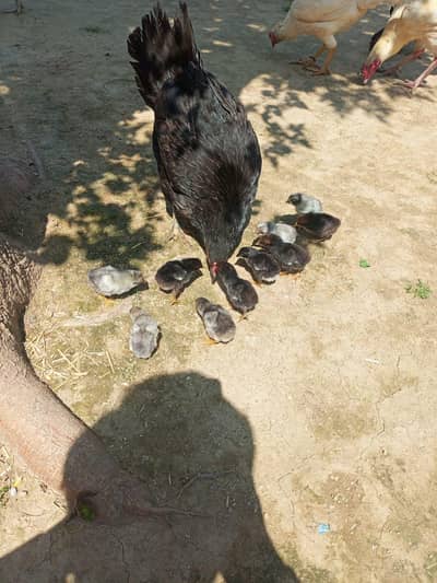 aseel murgi with 10 chicks for sale