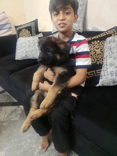 good and healthy puppies available