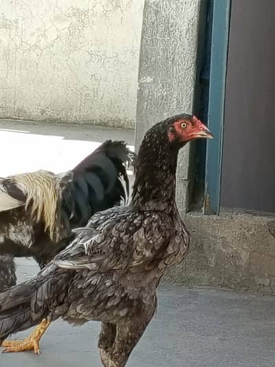 Aseel murgi eggs deti Kuch din huye Anday roke hue