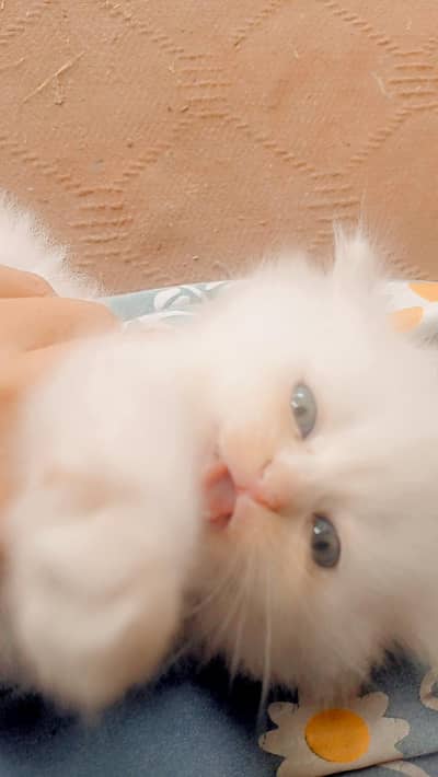 cutest cat awesome baby