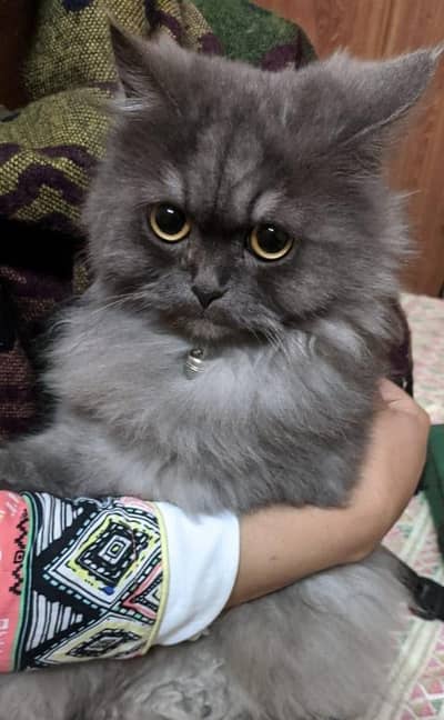 Female Persian Cat