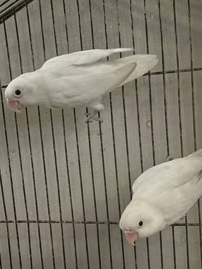 Albino black eye pair with cage