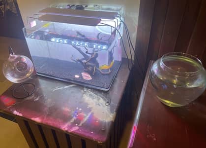 Aquarium Setup with Fish & Turtle + Auto Feeder