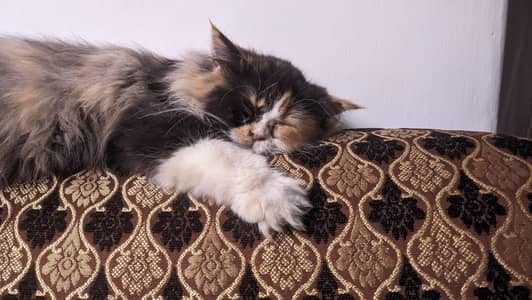 Triple Coat Layered Persian Cat