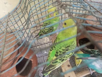 Budgies 6 birds.