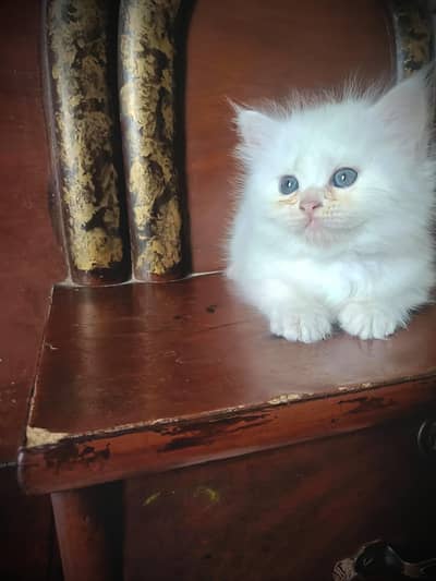 Adorable Pure White Persian Kitten for Sale – 47 Days Old