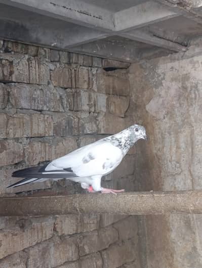 Resulted home breed baby peigons available for sale