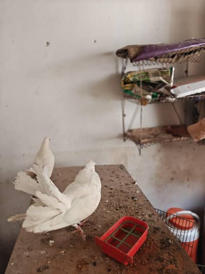 theek hny pair hy Andy deny Wala hy