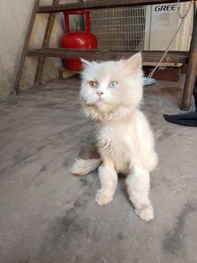 double colour eye female cat