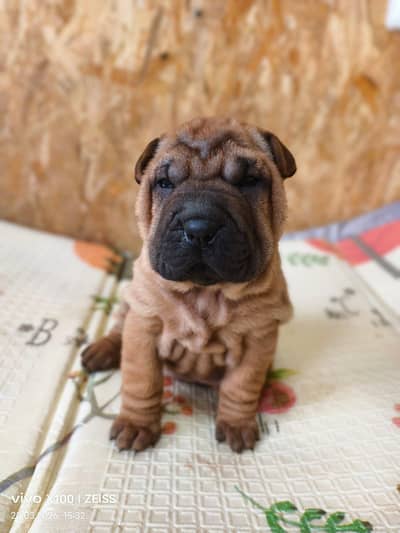 IMPORTED SHERPAI PUPPIES AVAILABLE FOR SALE