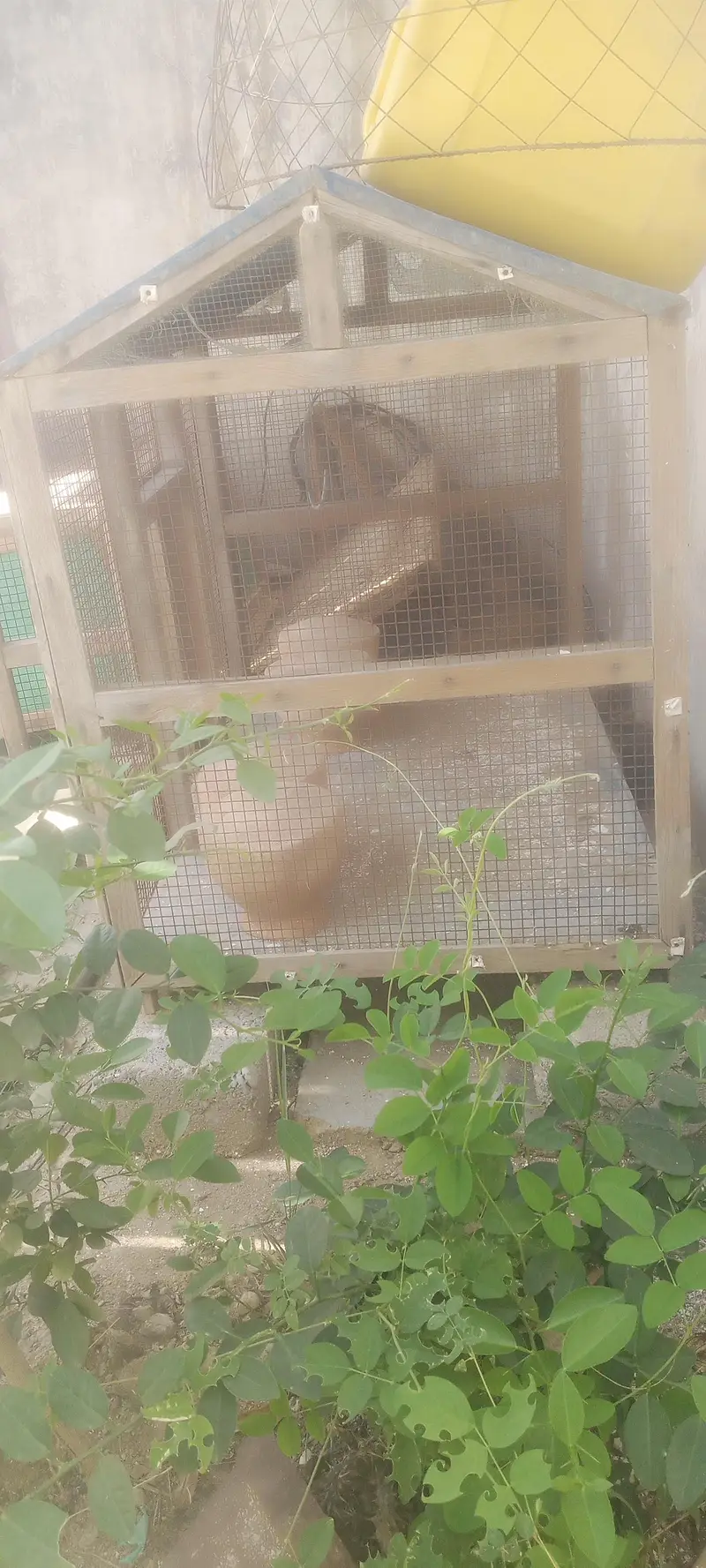 LARGE CAGE — photo 4