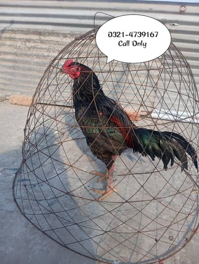 Barme, Pokia, Thai Cross Male & Female