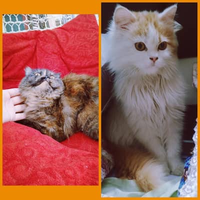 Persian cat triple coated available for sale