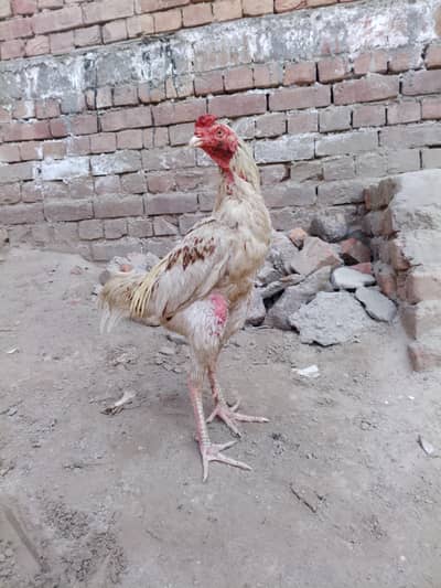 Aseel murga beast quality