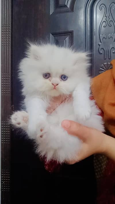 Persian cute kitten
