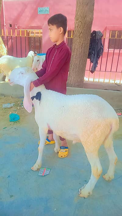 pure larkana hai 2 dant  ka hai