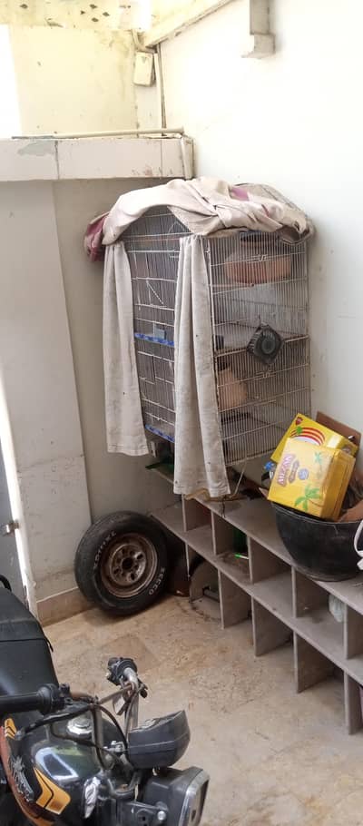 urgent sall pinjra plus Budgie