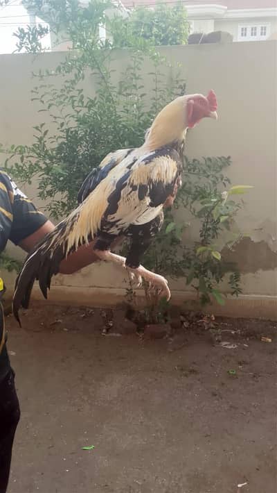 pure aseel Java morga hai qualti aseel