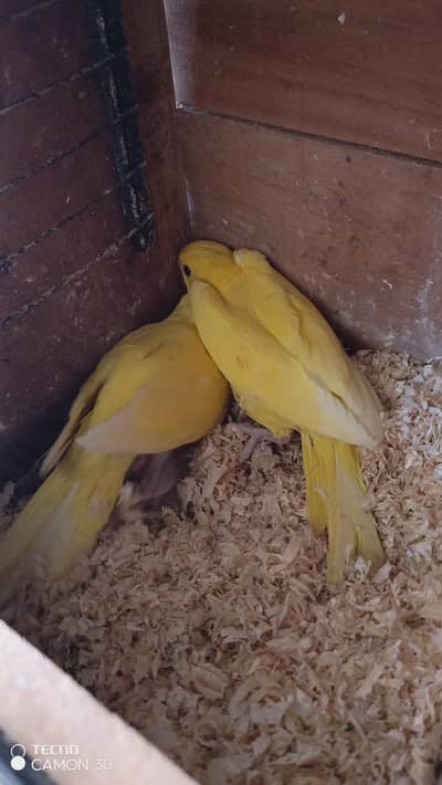 Yellow and Blue Ringneck available