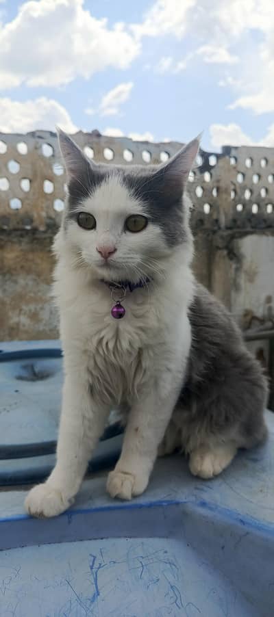 Maine Coon heritage long hair most rare color