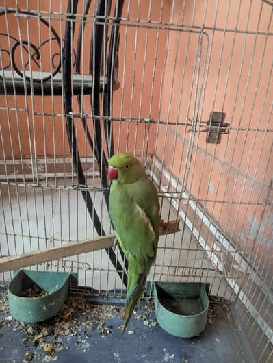 green parrot