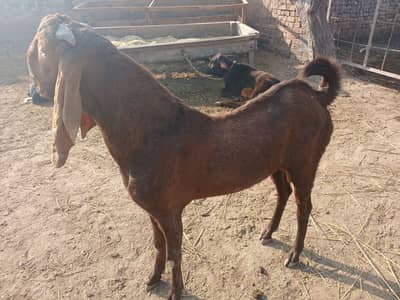 دیسی بکرا 4 دانت