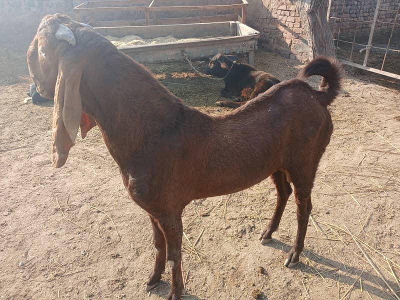 دیسی بکرا 4 دانت 0